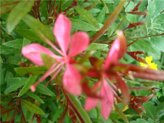 gaura