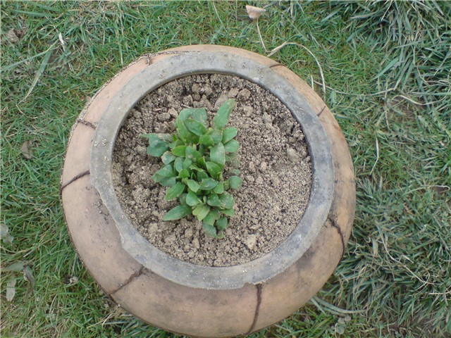 potocnica