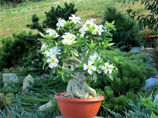 Adenium obesum