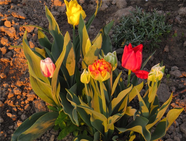 Tulipani