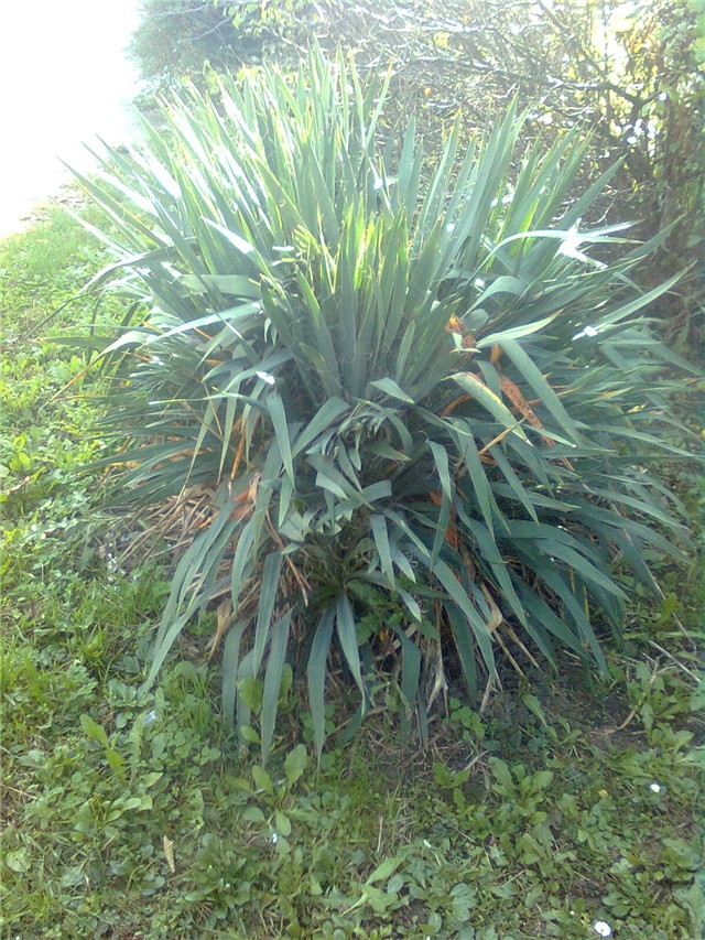 yucca