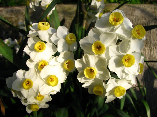 Narcissus 