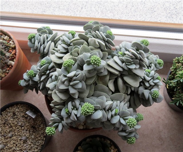 Crassula morgans beauty