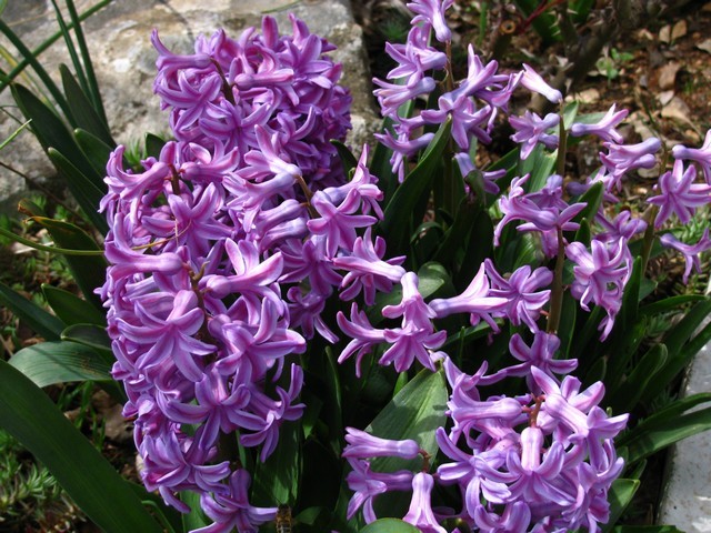 Hyacinthus 