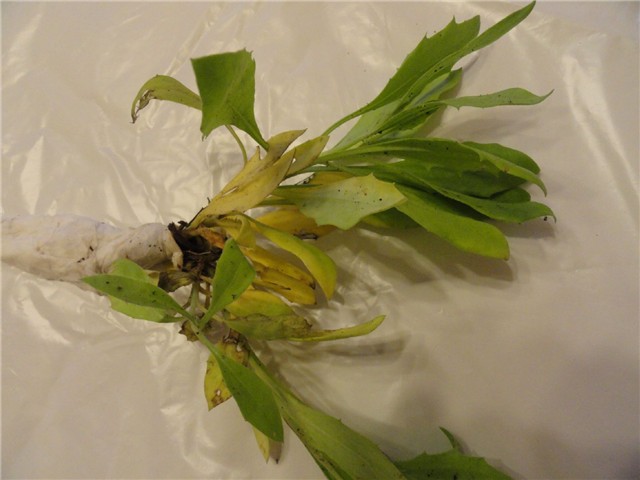 cvijet