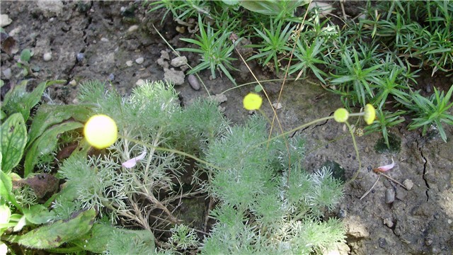 cotula hispida
