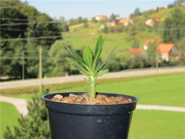 Pachypodium ambongense