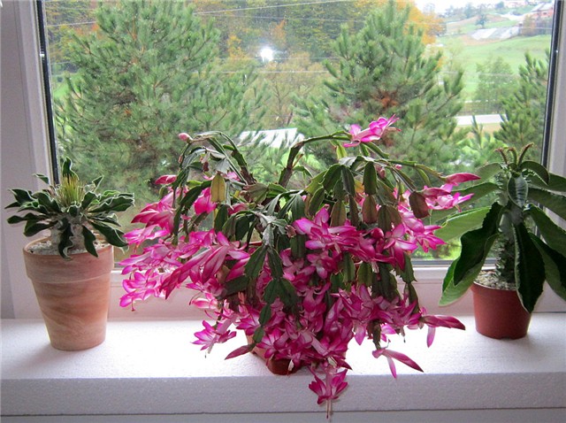 Schlumbergera