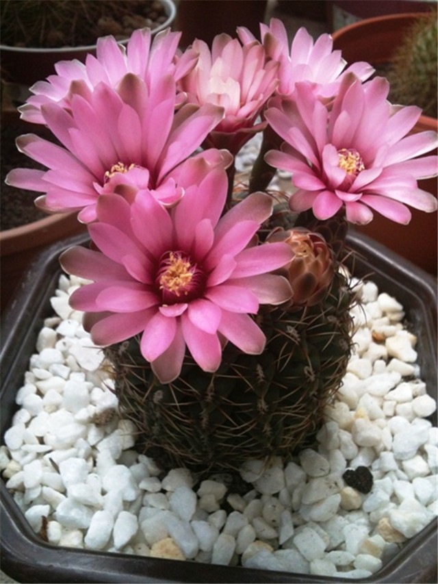 gymno