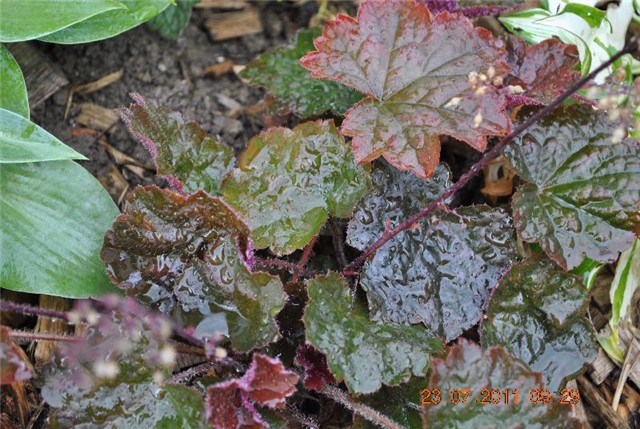 heuchera