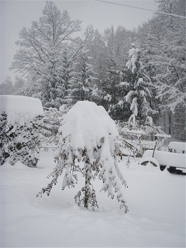 zima, stablašica