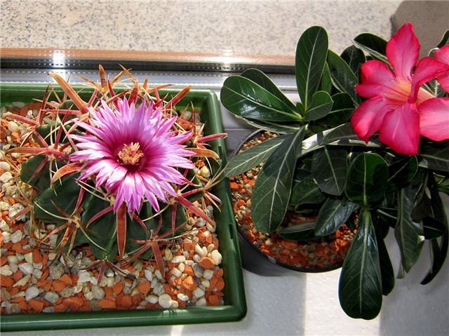 Ferocactus latispinus 