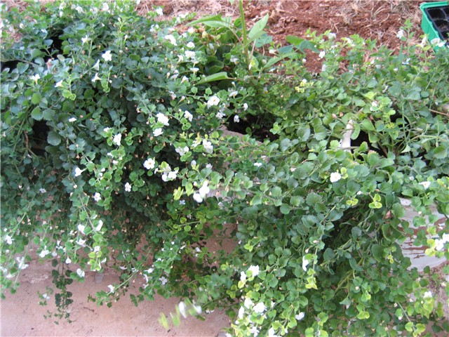 bacopa