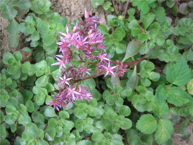 Sedum