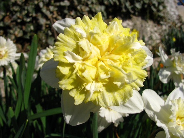 Narcissus - 