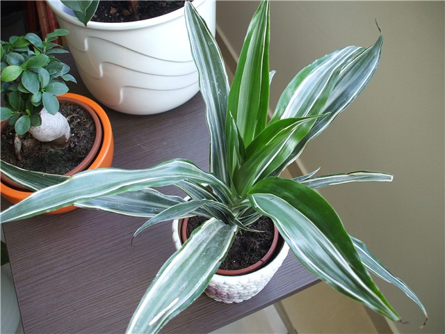 dracena2