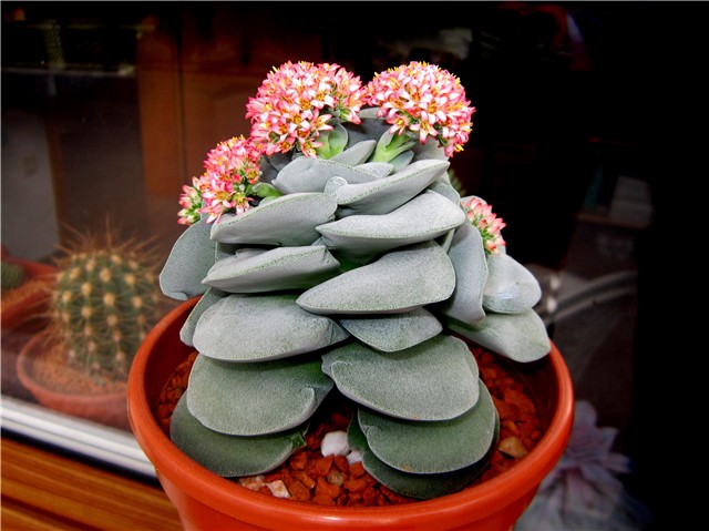 Crassula  Morgans Beauty