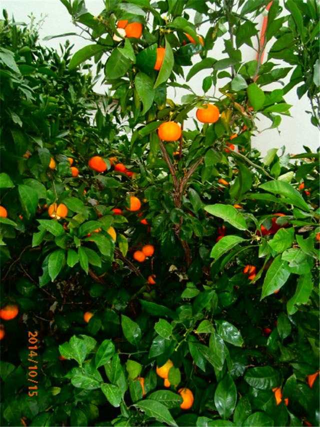 mandarina