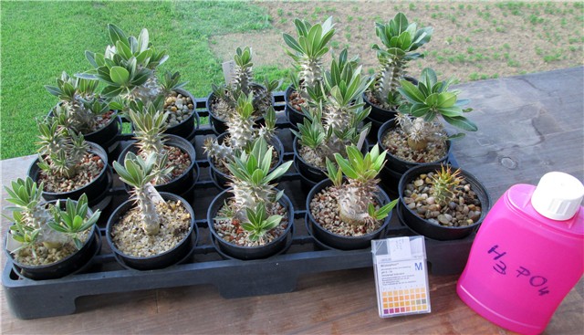 pachypodium 