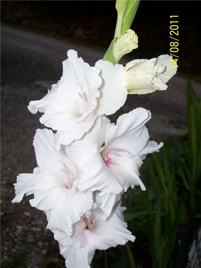 Gladiole