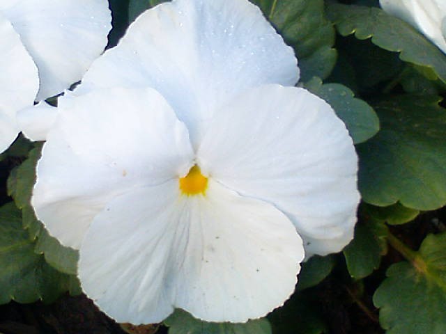 Maćuhica (viola), bijela