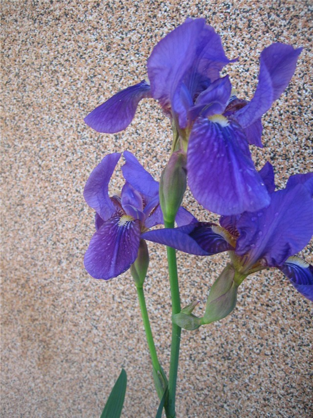 Iris (perunika)