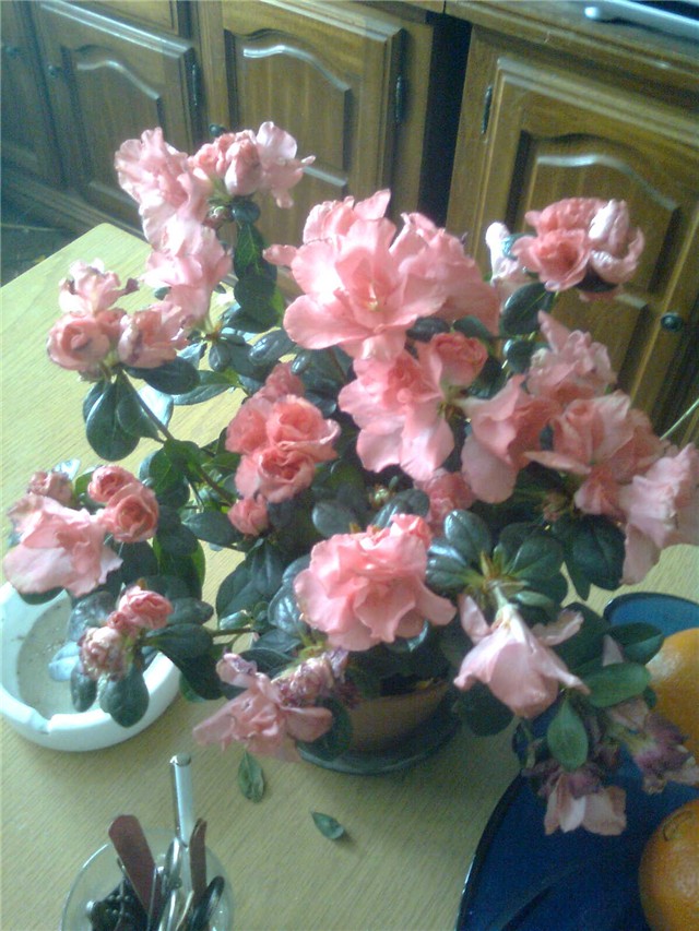 azalea