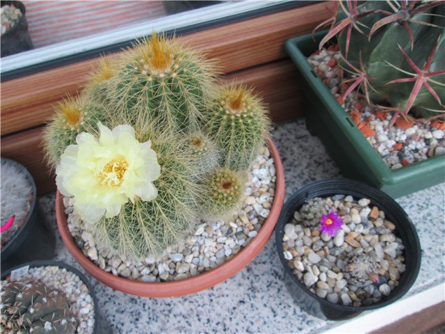 notocactus leninghausii 