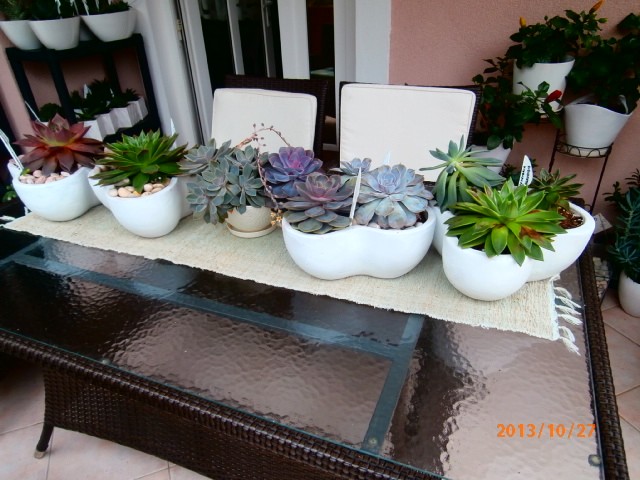 echeveria