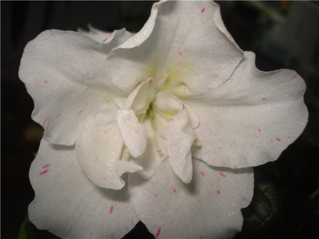 azalea