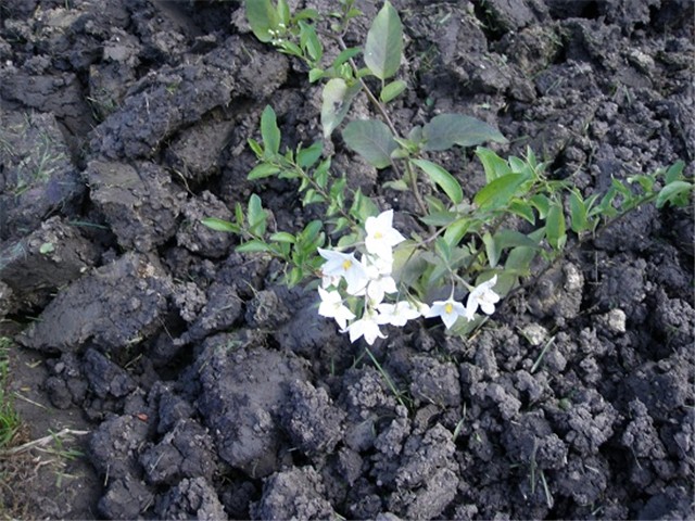 jasmin