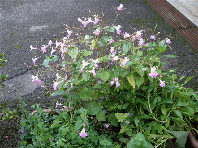 Impatiens balfourii 
