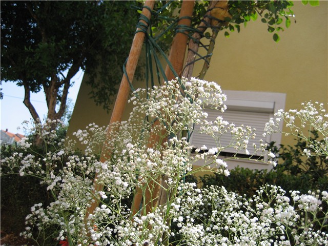 gipsofila