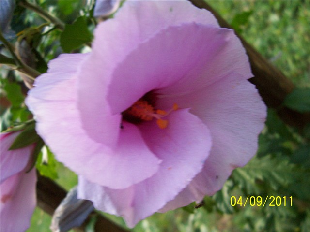 Hibiskus vrtni