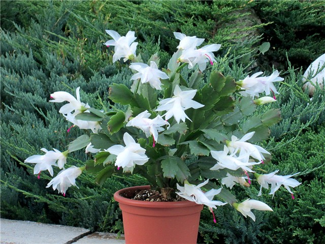 Schlumbergera truncata