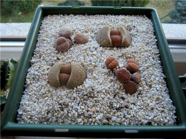 Lithops