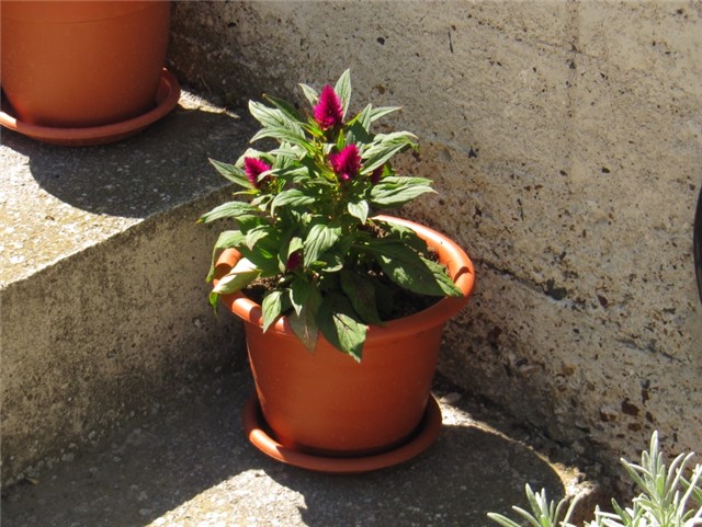  Celosia  Caracas