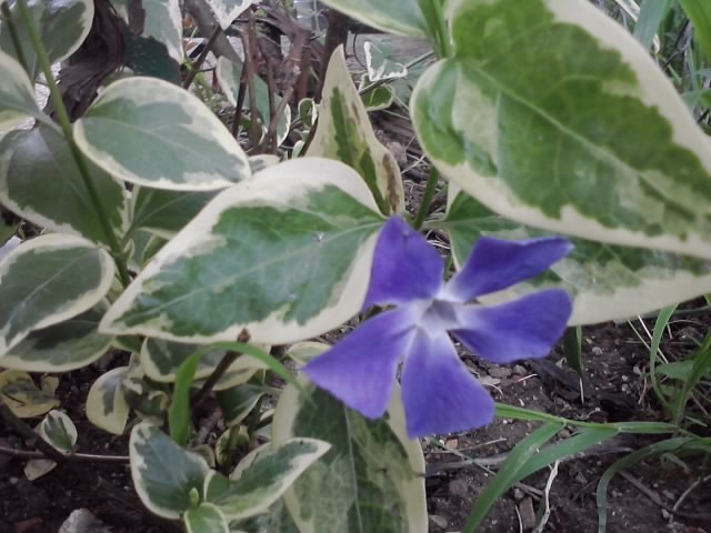 vinca major