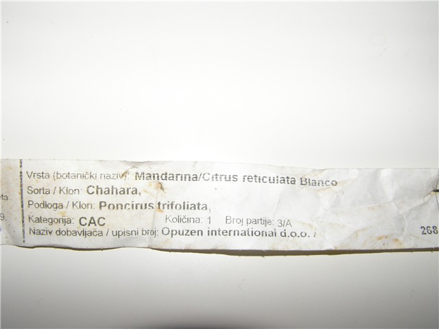 Mandarina CHAHARA
