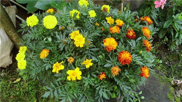 tagetes