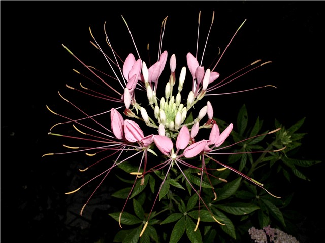 cleoma