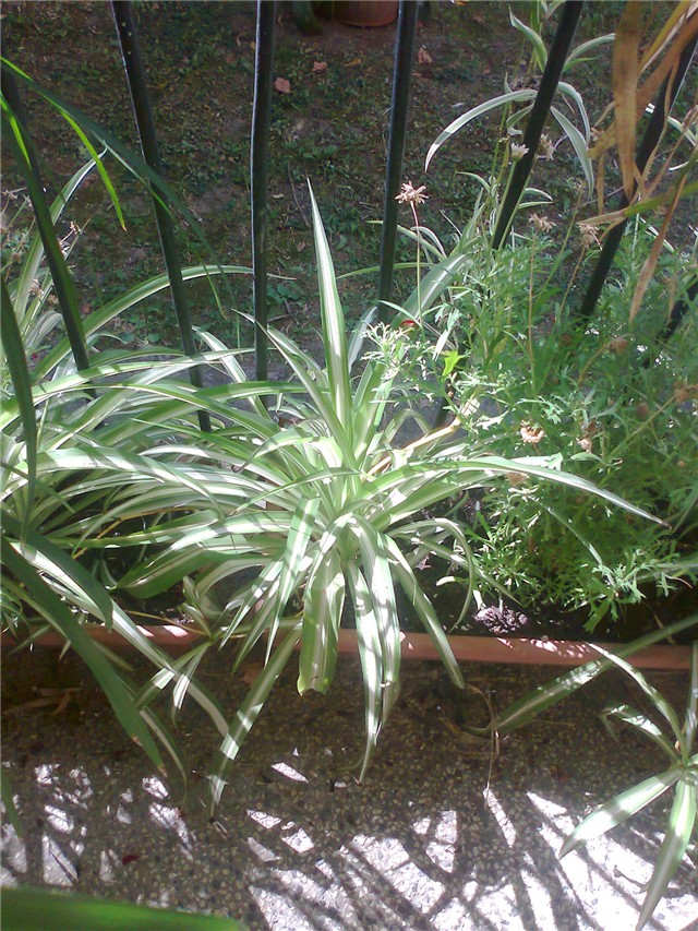 clorofitum