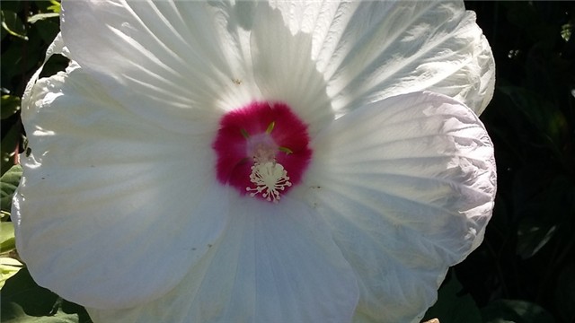 močvarni hibiskus