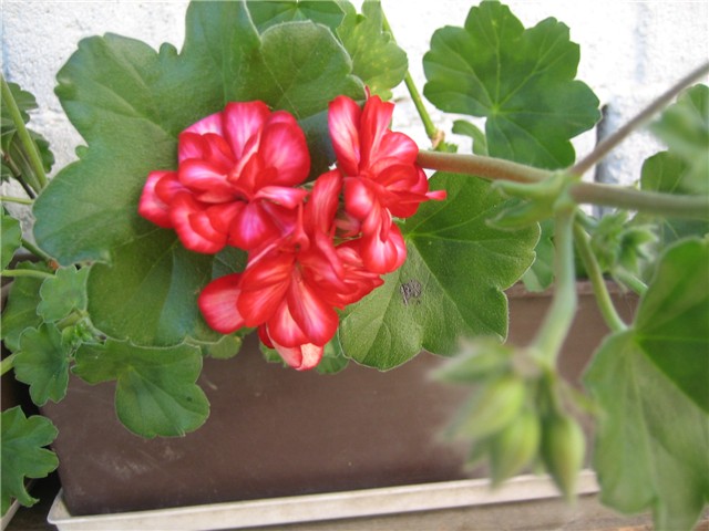 Pelargonija