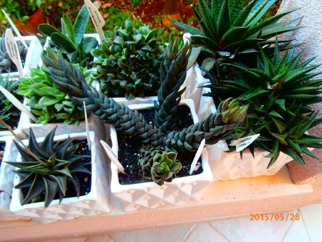 hawortia