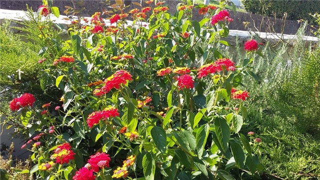 lantana