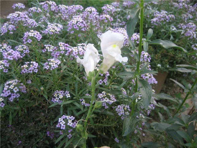 Alyssum i zijevalica