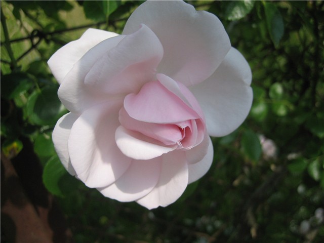 ruže penjačice 1