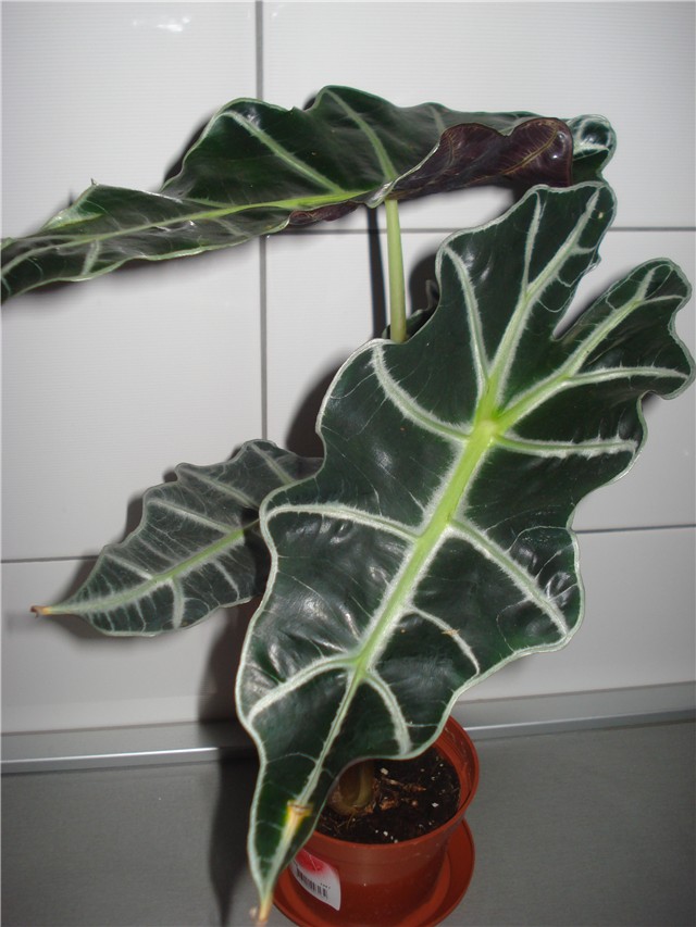 alocasia bambino arrow