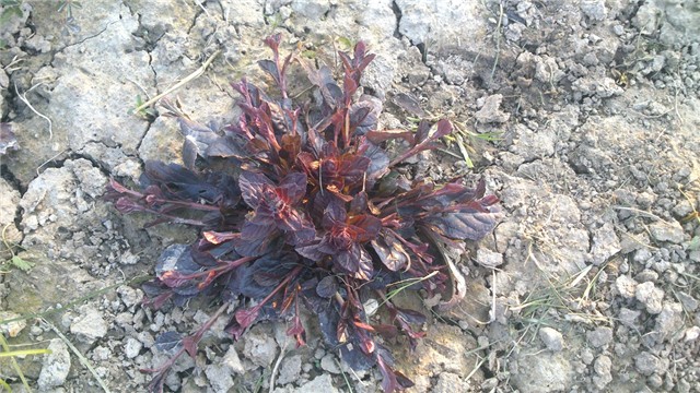 ajuga